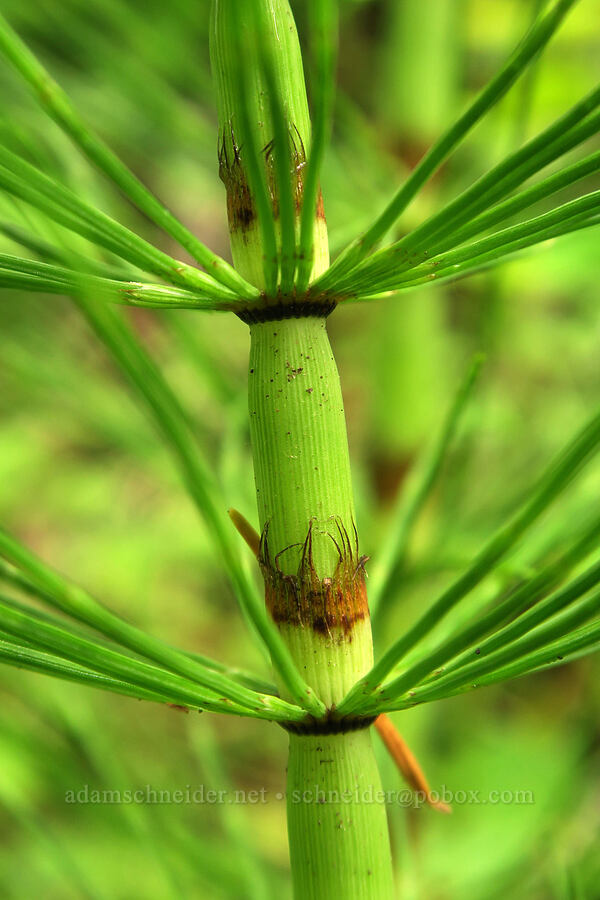 horsetail (Equisetum sp.) [Eagle Creek Trail, Columbia River Gorge, Hood River County, Oregon]