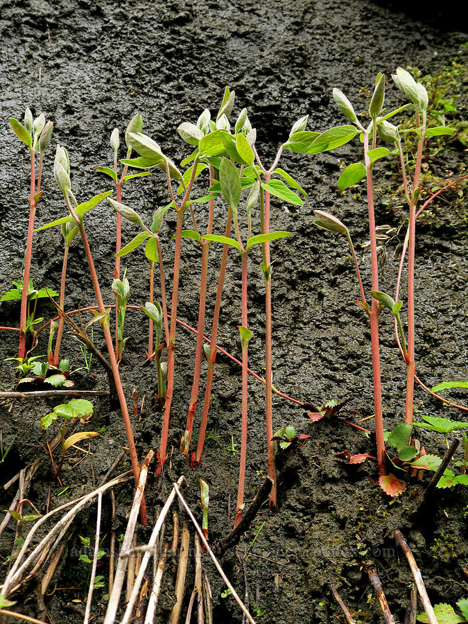 dogbane shoots (Apocynum androsaemifolium) [Eagle Creek Trail, Columbia River Gorge, Hood River County, Oregon]