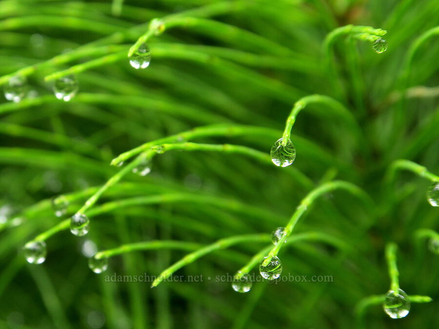 water droplets on horsetails (Equisetum sp.) [Eagle Creek Trail, Columbia River Gorge, Hood River County, Oregon]