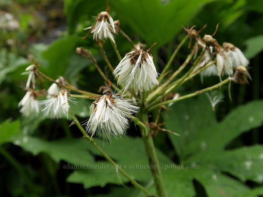colt's-foot seeds (Petasites frigidus var. palmatus) [Eagle Creek Trail, Columbia River Gorge, Hood River County, Oregon]