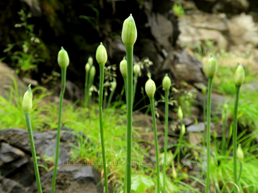taper-tip onions, budding (Allium acuminatum) [Eagle Creek Trail, Columbia River Gorge, Hood River County, Oregon]