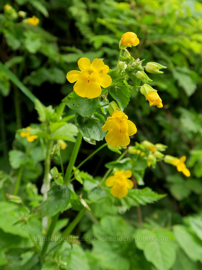 monkeyflower (Erythranthe sp. (Mimulus sp.)) [Eagle Creek Trail, Columbia River Gorge, Hood River County, Oregon]