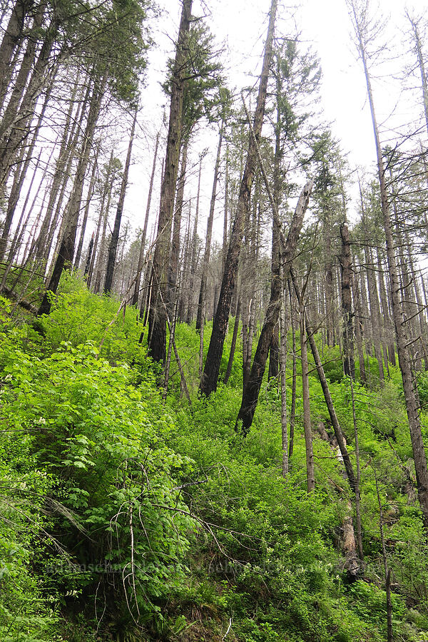 burned trees & green shrubs [Eagle Creek Trail, Columbia River Gorge, Hood River County, Oregon]