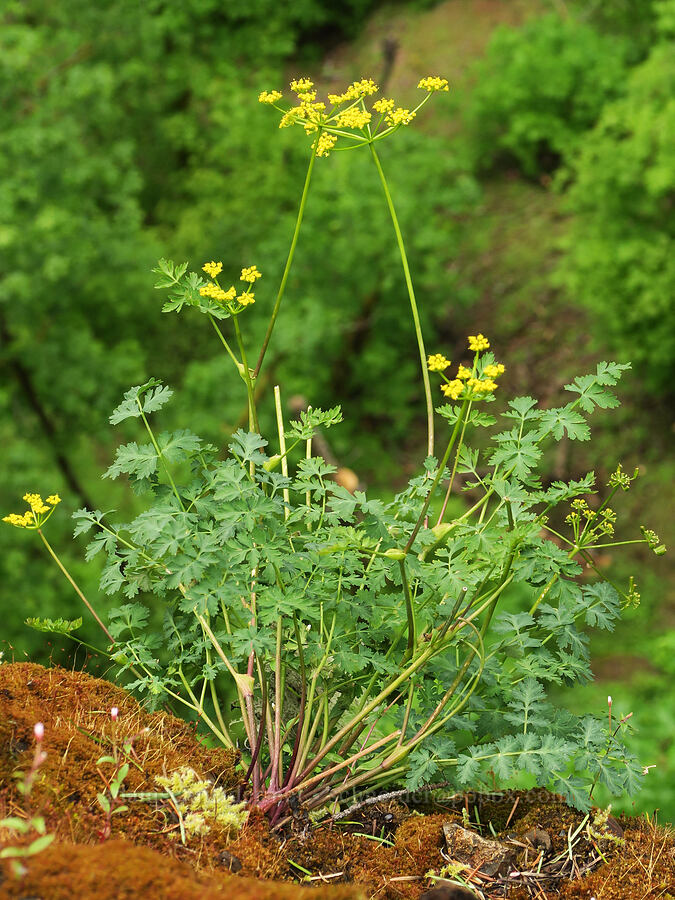 Cascade desert parsley (Lomatium martindalei) [Eagle Creek Trail, Columbia River Gorge, Hood River County, Oregon]
