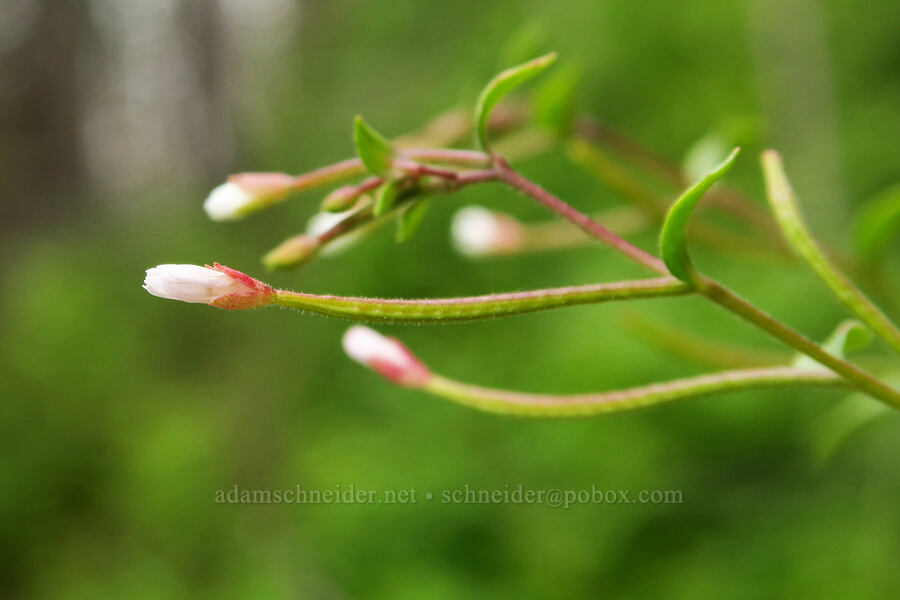 willow-herb (Epilobium ciliatum) [Eagle Creek Trail, Columbia River Gorge, Hood River County, Oregon]