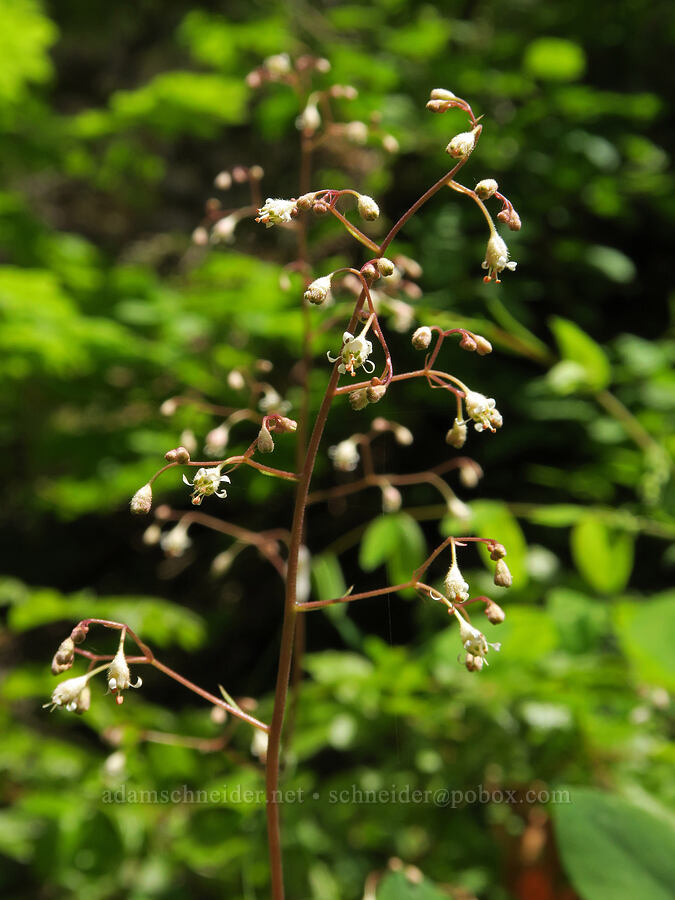 small-flowered alumroot (Heuchera micrantha var. micrantha) [Eagle Creek Trail, Columbia River Gorge, Hood River County, Oregon]