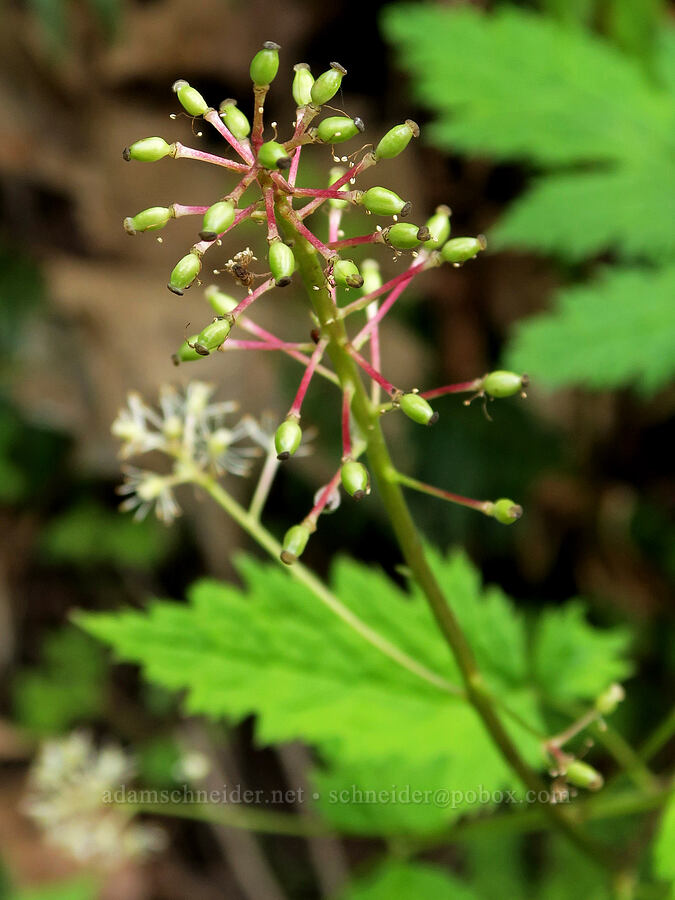 baneberry, going to seed (Actaea rubra) [Eagle Creek Trail, Columbia River Gorge, Hood River County, Oregon]