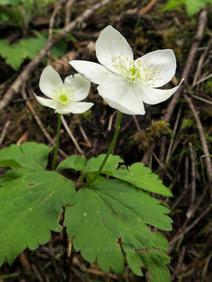 Columbia windflower (Anemone deltoidea (Anemonastrum deltoideum)) [Eagle Creek Trail, Columbia River Gorge, Hood River County, Oregon]