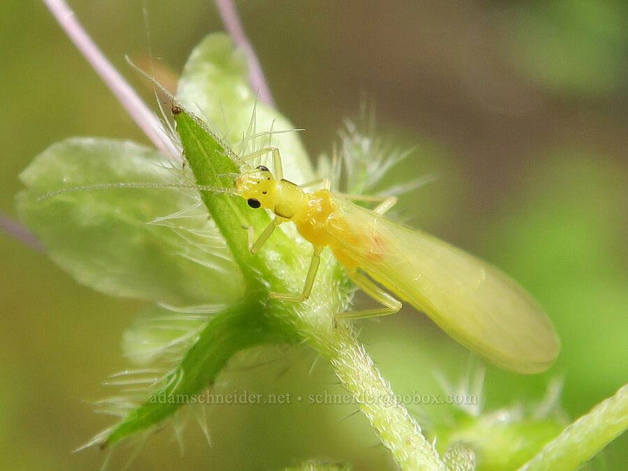 stonefly/sallfly on waterleaf (Isoperla sp., Hydrophyllum tenuipes) [Eagle Creek Trail, Columbia River Gorge, Hood River County, Oregon]