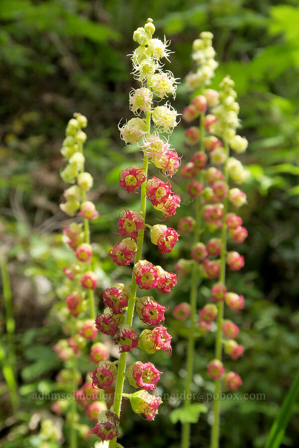 fringe cups (Tellima grandiflora) [Eagle Creek Trail, Columbia River Gorge, Hood River County, Oregon]