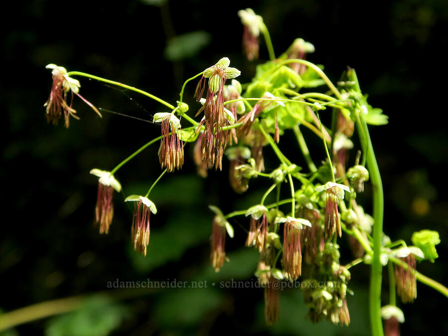 western meadow-rue (male flowers) (Thalictrum occidentale) [Eagle Creek Trail, Columbia River Gorge, Hood River County, Oregon]