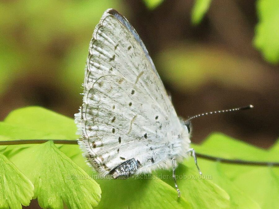 echo azure butterfly (Celastrina echo) [Eagle Creek Trail, Columbia River Gorge, Hood River County, Oregon]