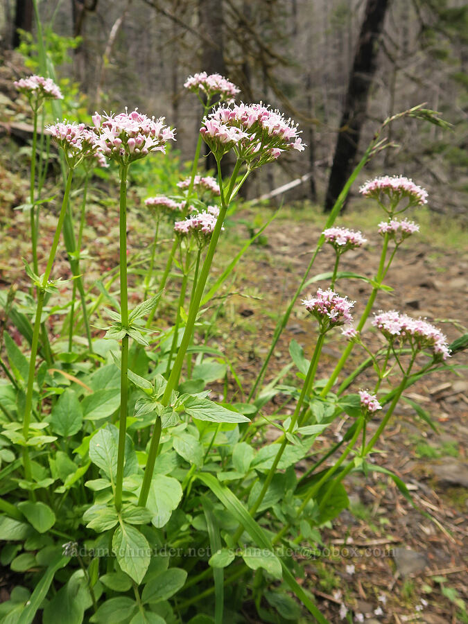 Scouler's valerian (Valeriana scouleri (Valeriana sitchensis ssp. scouleri)) [Eagle Creek Trail, Columbia River Gorge, Hood River County, Oregon]