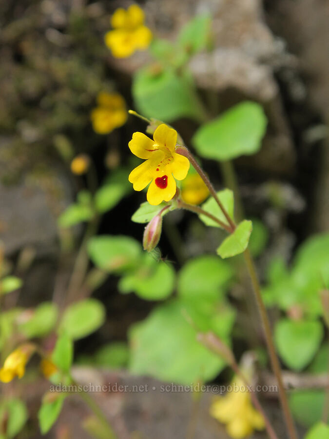 chickweed monkeyflower (Erythranthe alsinoides (Mimulus alsinoides)) [Eagle Creek Trail, Columbia River Gorge, Hood River County, Oregon]
