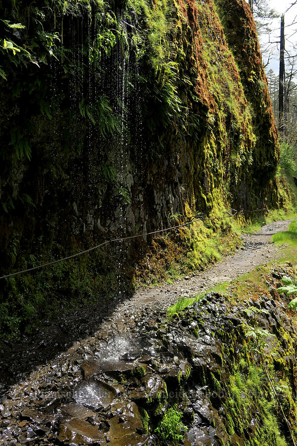 overhanging weeping wall [Eagle Creek Trail, Columbia River Gorge, Hood River County, Oregon]