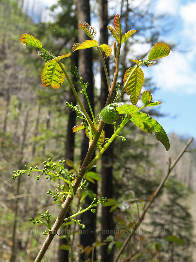 poison-oak with flower buds (Toxicodendron diversilobum (Rhus diversiloba)) [Eagle Creek Trail, Columbia River Gorge, Hood River County, Oregon]