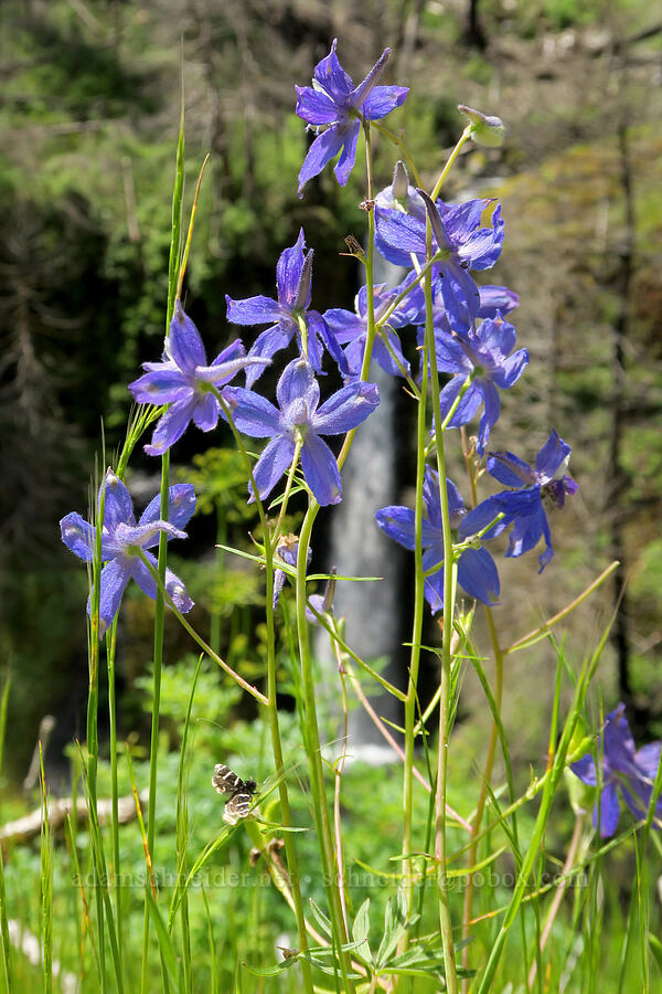 larkspur (Delphinium sp.) [Eagle Creek Trail, Columbia River Gorge, Hood River County, Oregon]