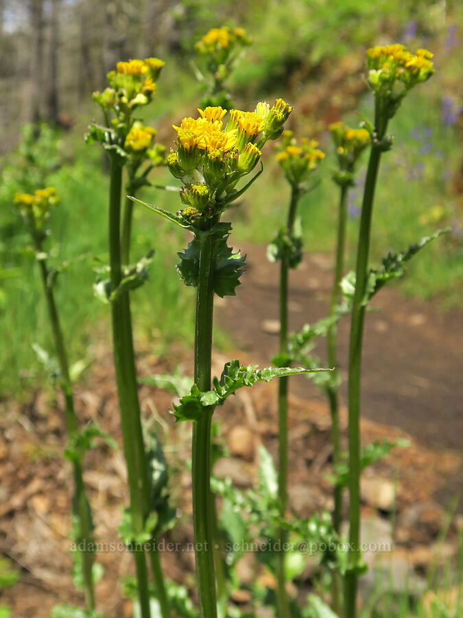 groundsel/ragwort (Senecio integerrimus) [Eagle Creek Trail, Columbia River Gorge, Hood River County, Oregon]