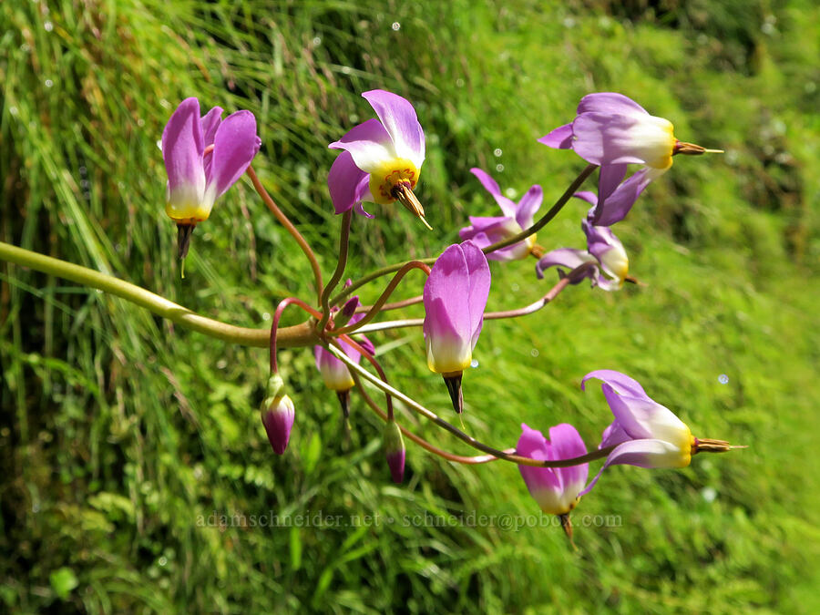 few-flowered shooting star (Dodecatheon pulchellum var. macrocarpum (Primula pauciflora var. macrocarpa)) [Eagle Creek Trail, Columbia River Gorge, Hood River County, Oregon]