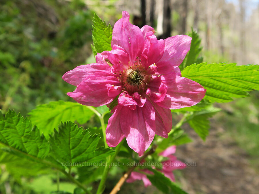 double salmonberry flower (Rubus spectabilis) [Eagle Creek Trail, Columbia River Gorge, Hood River County, Oregon]