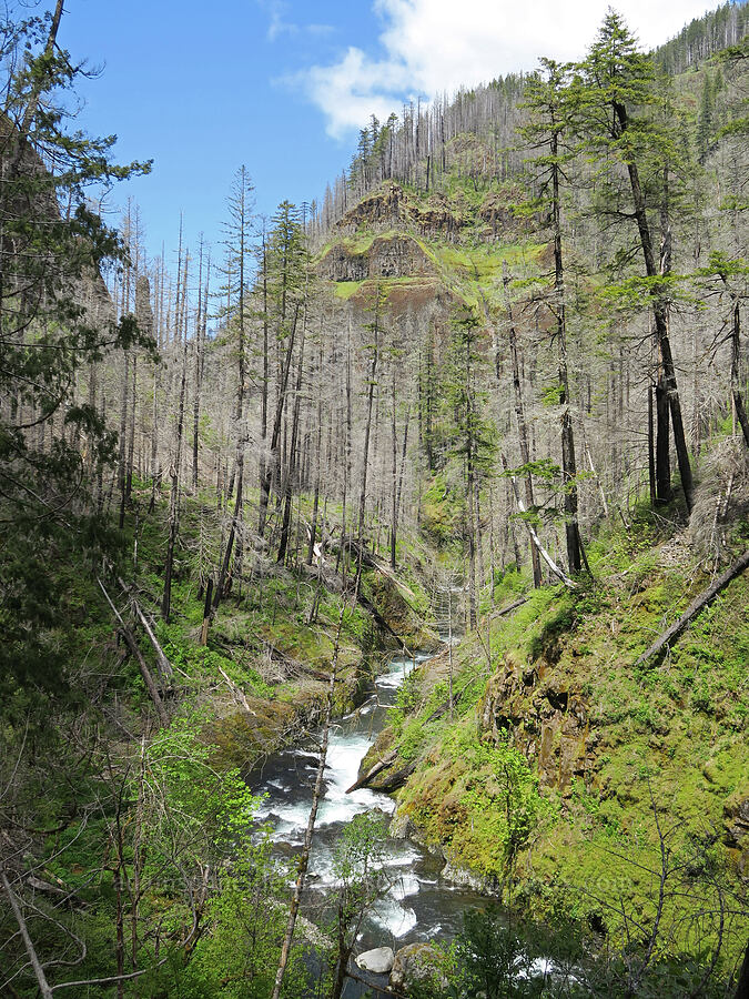 Eagle Creek [Eagle Creek Trail, Columbia River Gorge, Hood River County, Oregon]