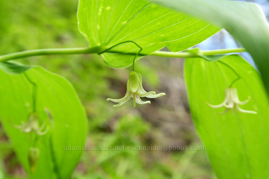 twisted-stalk flowers (Streptopus amplexifolius) [Eagle Creek Trail, Columbia River Gorge, Hood River County, Oregon]