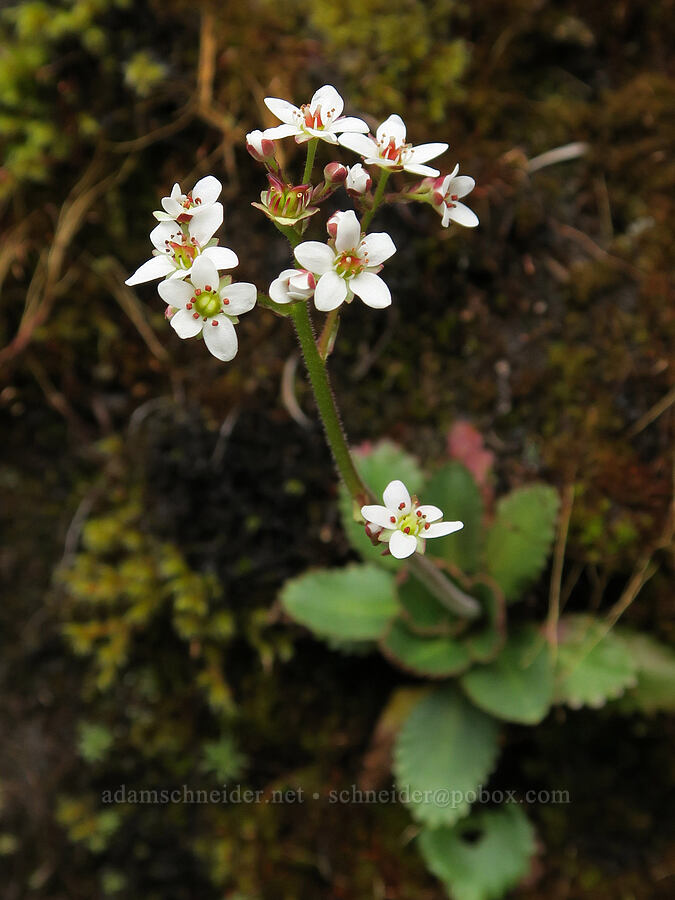 rusty-hair saxifrage (Micranthes rufidula (Saxifraga occidentalis ssp. rufidula)) [Eagle Creek Trail, Columbia River Gorge, Hood River County, Oregon]