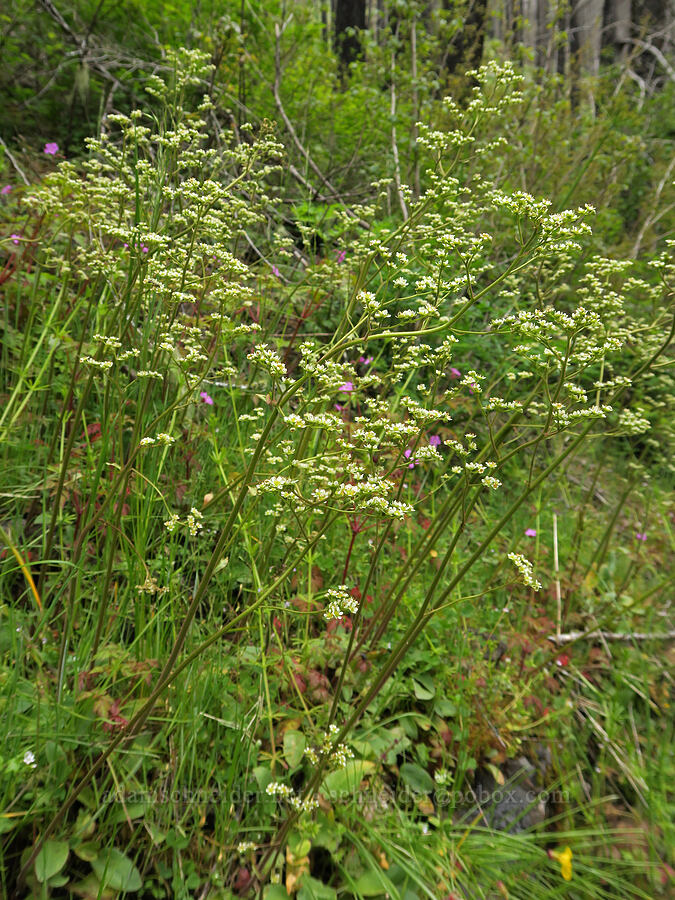 whole-leaf saxifrage (Micranthes integrifolia (Saxifraga integrifolia)) [Eagle Creek Trail, Columbia River Gorge, Hood River County, Oregon]