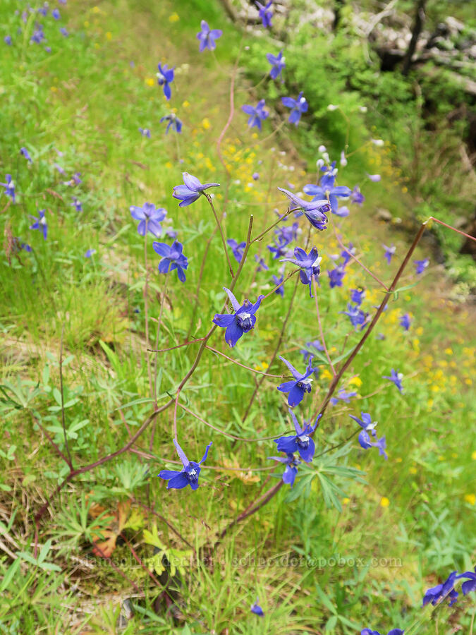 larkspur (Delphinium sp.) [Eagle Creek Trail, Columbia River Gorge, Hood River County, Oregon]