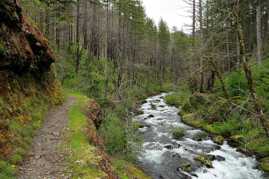 Eagle Creek & the trail [Eagle Creek Trail, Columbia River Gorge, Hood River County, Oregon]