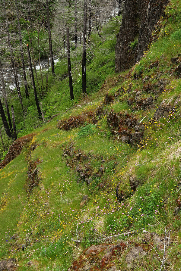 wildflowers [Eagle-Benson Trail, Columbia River Gorge, Hood River County, Oregon]