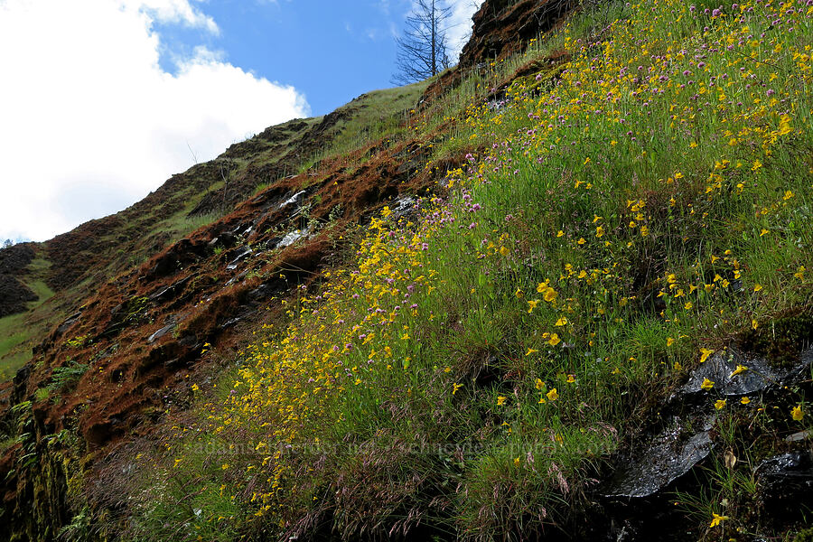 wildflowers [Eagle Creek Trail, Columbia River Gorge, Hood River County, Oregon]