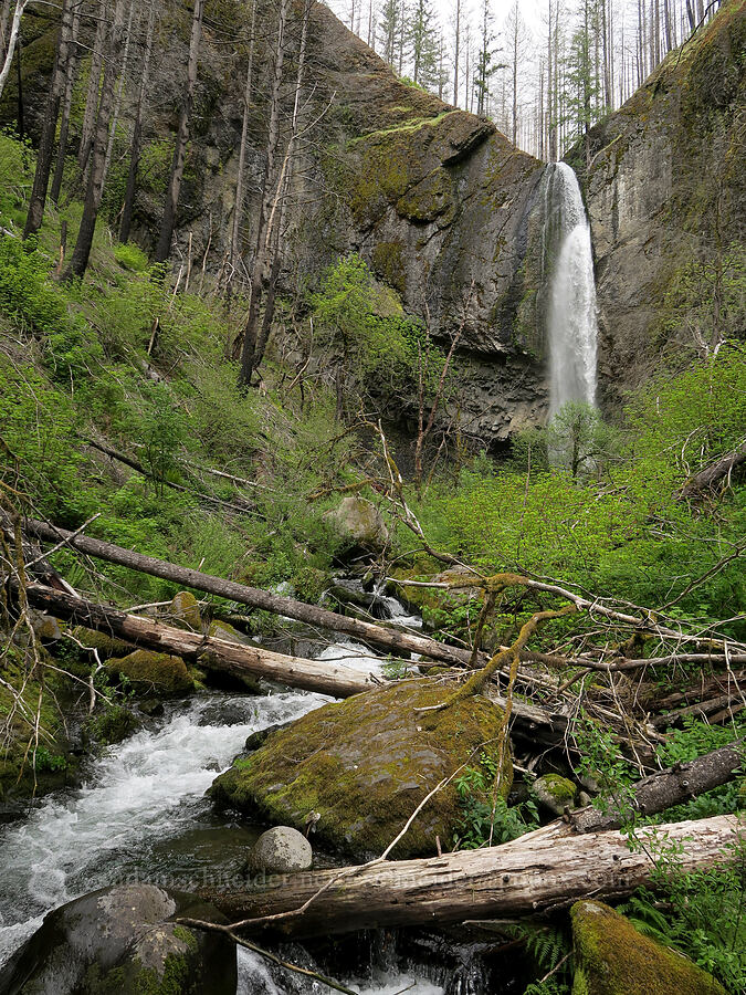 Wy'east Falls [Eagle Creek Trail, Columbia River Gorge, Hood River County, Oregon]