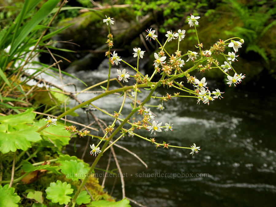 Mertens' saxifrage (Saxifraga mertensiana) [Eagle Creek Trail, Columbia River Gorge, Hood River County, Oregon]