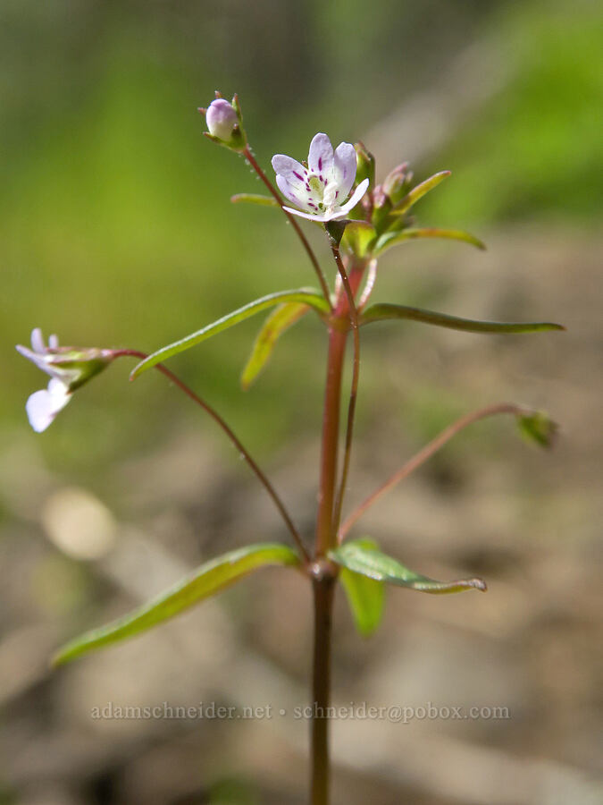 small-flowered tonella (Tonella tenella) [Eagle Creek Trail, Columbia River Gorge, Hood River County, Oregon]