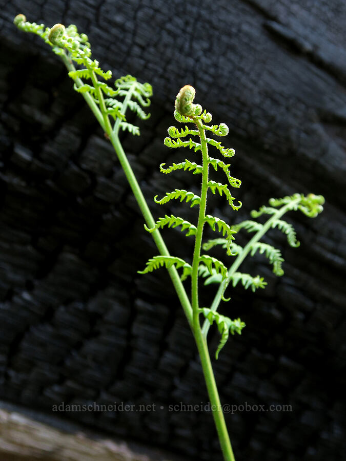 bracken fern (Pteridium aquilinum) [Eagle Creek Trail, Columbia River Gorge, Hood River County, Oregon]