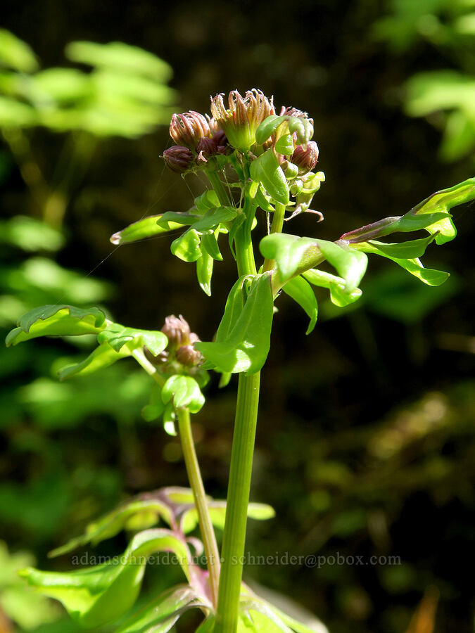 Bolander's/Harford's ragwort (Packera bolanderi var. harfordii (Senecio bolanderi)) [Eagle Creek Trail, Columbia River Gorge, Hood River County, Oregon]