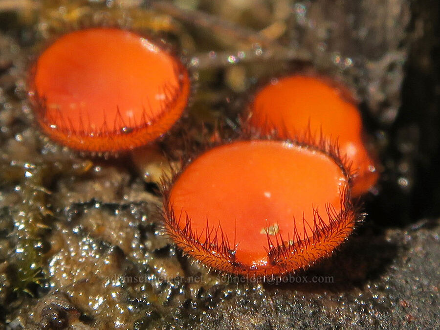 eyelash-cup fungus (Scutellinia sp.) [Eagle Creek Trail, Columbia River Gorge, Hood River County, Oregon]