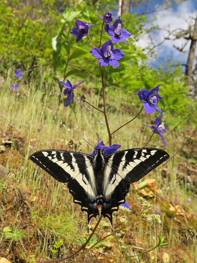 pale swallowtail butterfly (Papilio eurymedon) [Eagle Creek Trail, Columbia River Gorge, Hood River County, Oregon]