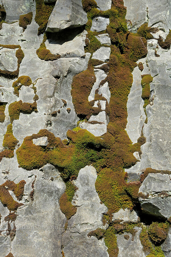 moss patterns [Eagle Creek Trail, Columbia River Gorge, Hood River County, Oregon]