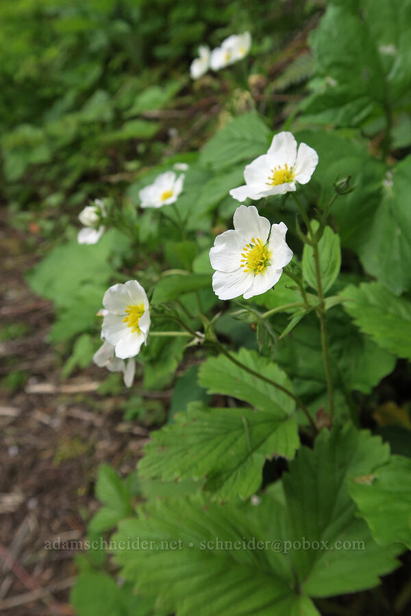 strawberry flowers (Fragaria vesca) [Eagle Creek Trail, Columbia River Gorge, Hood River County, Oregon]