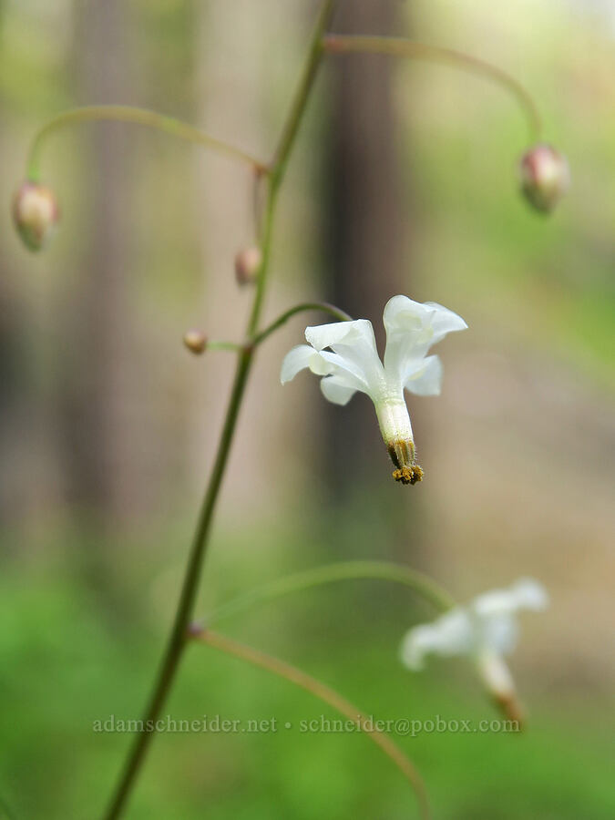 inside-out flower (Vancouveria hexandra) [Eagle Creek Trail, Columbia River Gorge, Hood River County, Oregon]