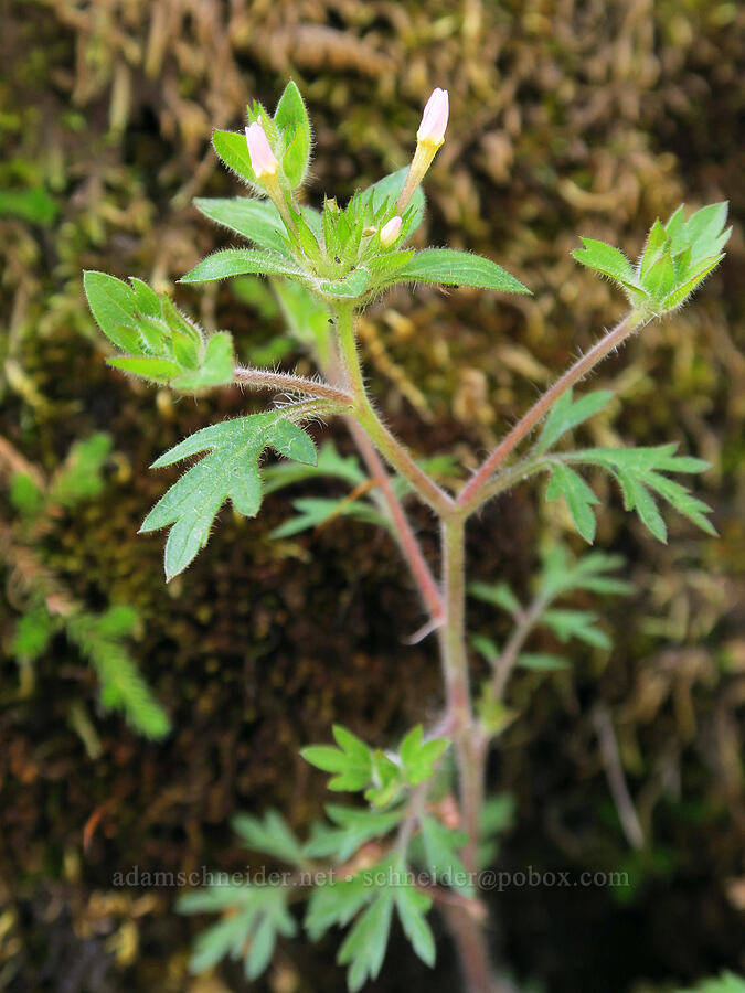 varied-leaf collomia (Collomia heterophylla) [Eagle Creek Trail, Columbia River Gorge, Hood River County, Oregon]