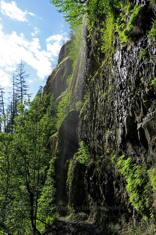 overhanging weeping walls [Eagle Creek Trail, Columbia River Gorge, Hood River County, Oregon]