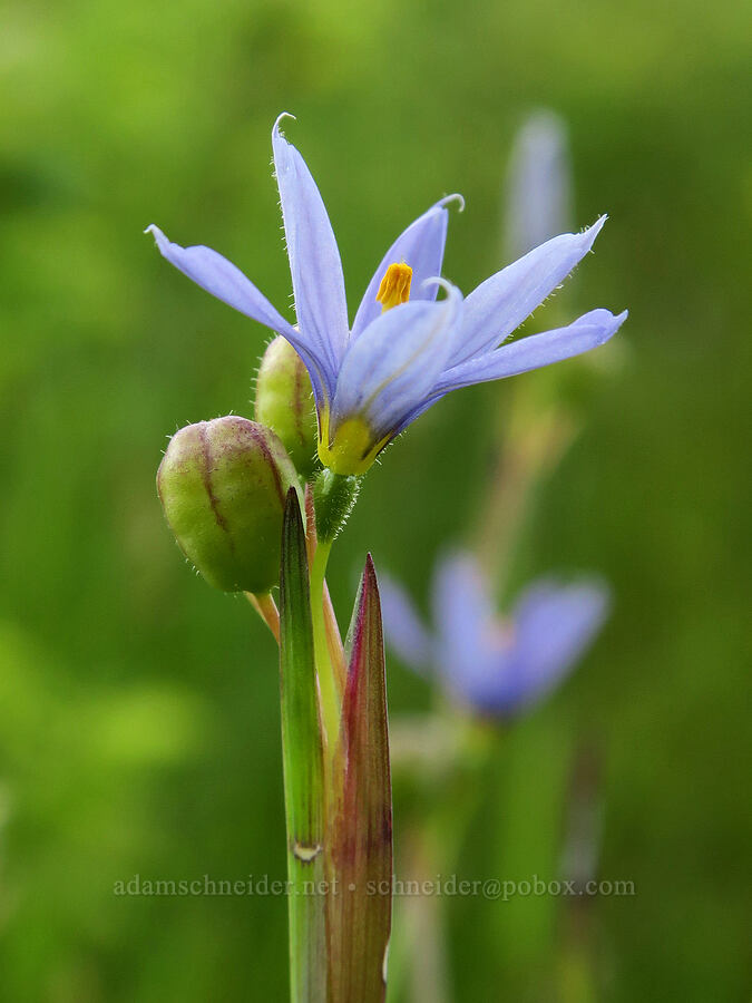 blue-eyed grass (Sisyrinchium idahoense) [Finley National Wildlife Refuge, Benton County, Oregon]