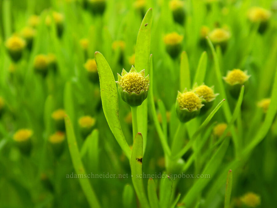 smooth gold-fields (Lasthenia glaberrima) [Finley National Wildlife Refuge, Benton County, Oregon]