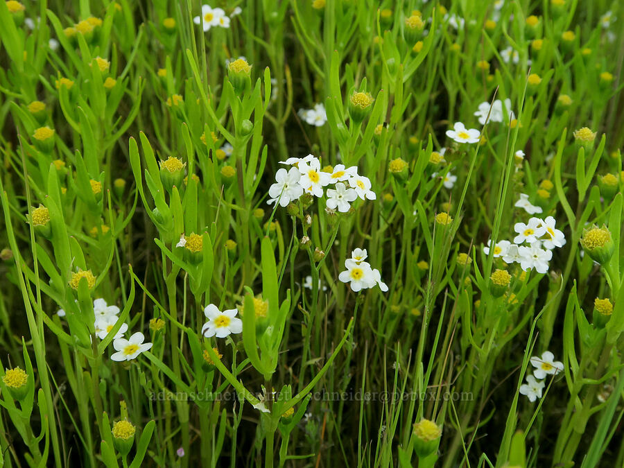 fragrant popcorn-flower & smooth gold-fields (Plagiobothrys figuratus, Lasthenia glaberrima) [Finley National Wildlife Refuge, Benton County, Oregon]