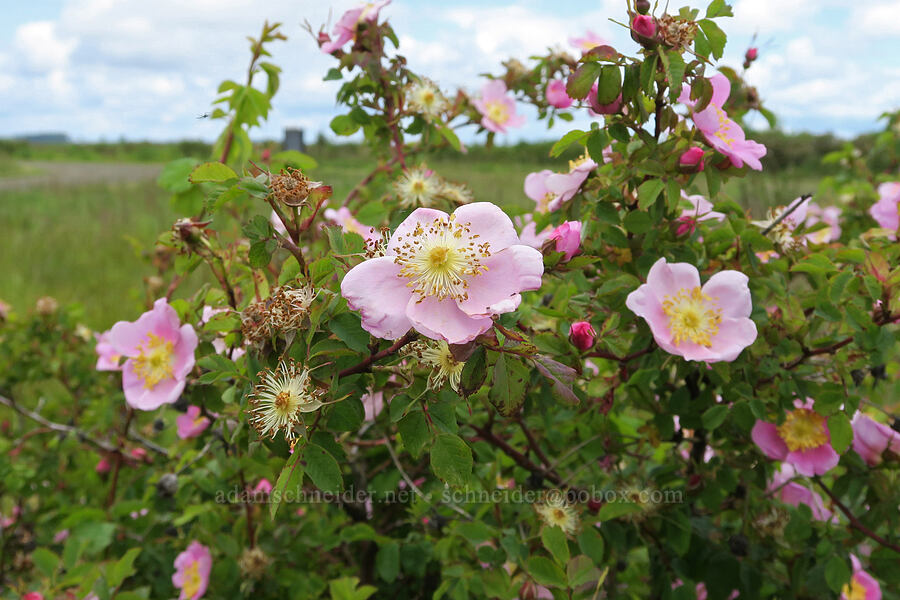 Nootka rose (Rosa nutkana) [Finley National Wildlife Refuge, Benton County, Oregon]
