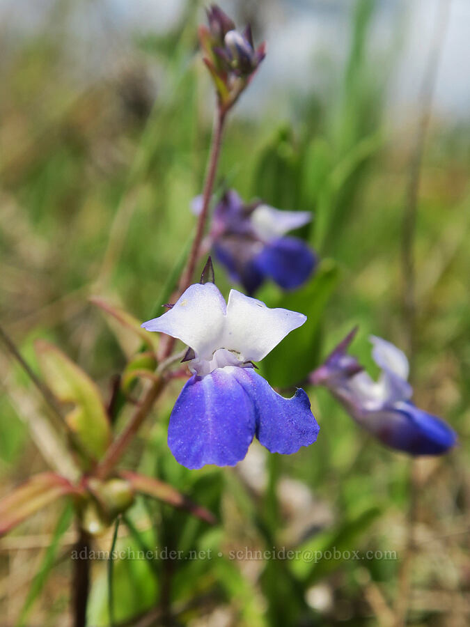 large-flowered blue-eyed-Mary (Collinsia grandiflora) [Finley National Wildlife Refuge, Benton County, Oregon]
