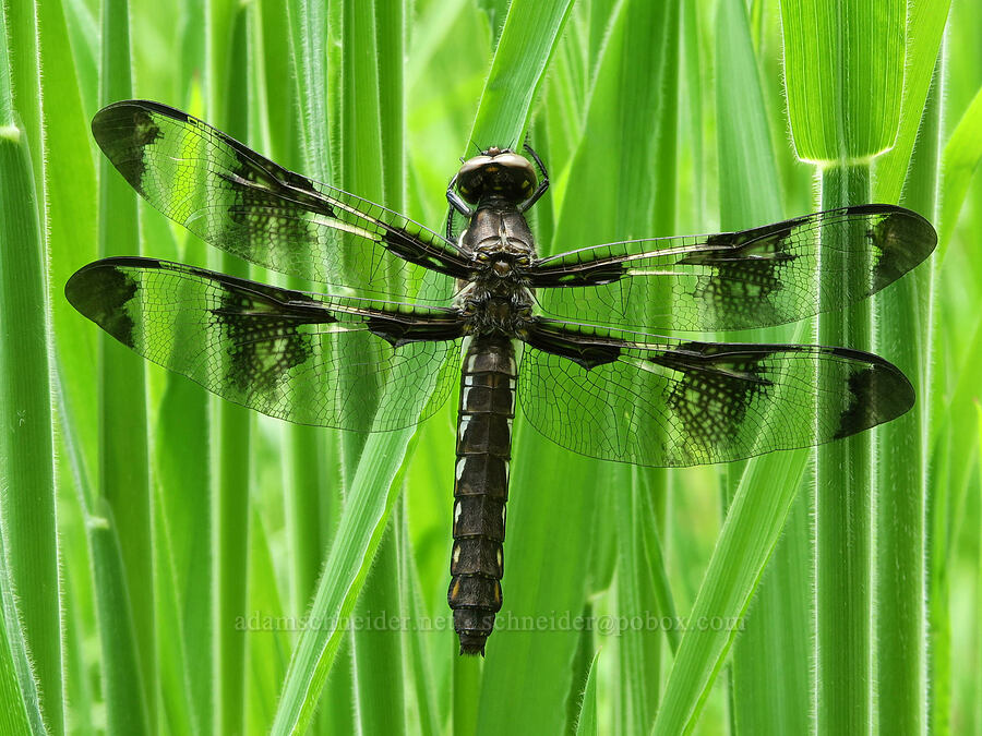 common white-tail dragonfly (female) (Plathemis lydia (Libellula lydia)) [Finley National Wildlife Refuge, Benton County, Oregon]